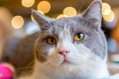 《足球经理 2023》正式版上线，打造专属你的足球队！